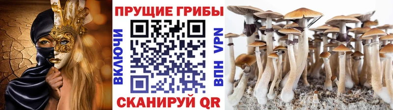 купить наркотик  Рыбное  Псилоцибиновые грибы Magic Shrooms 